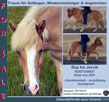 Familien-/Kinderreitpferd mit viel Tölt, leicht zu reiten, toller Charakter -, Islandpferde-aus-Island, Konie na sprzedaż, Südisland