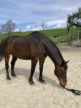 Pferd kostenfrei abzugeben