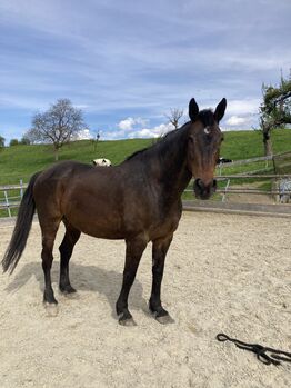 Pferd kostenfrei abzugeben, Fabienne, Konie na sprzedaż, Feldkirch