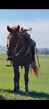 Freizetpferd, Gony  (Gone with the Rain  ), Konie na sprzedaż, Rothenburg Ob der Tauber