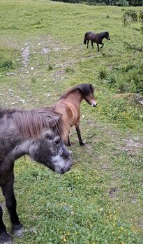 Islandpferd als Beistellpferd, Stella, Konie na sprzedaż, Kitzbühel 