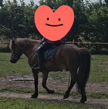 Islandpferd