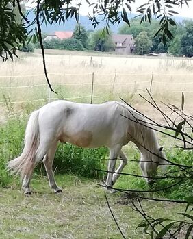 Isländer, Islandpferd