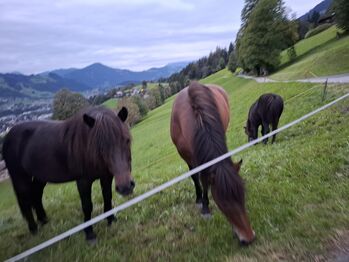 Islandpferd zu vergeben