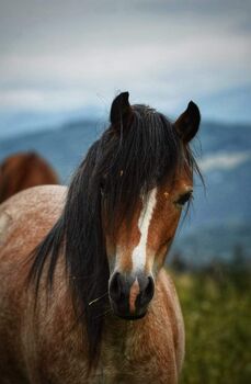 Pferd Welsh Pony