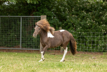 Purebred Falabella miniature horse, Sandra. Alpaca & Falabellaranch Rzadkiewa, Konie na sprzedaż, Kerkwerve 