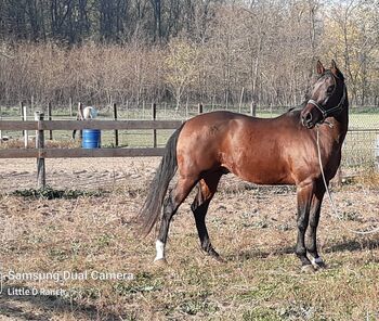 Quarter horse, Bianca Drenth, Konie na sprzedaż, Szentkirály