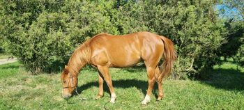 Quarter horse