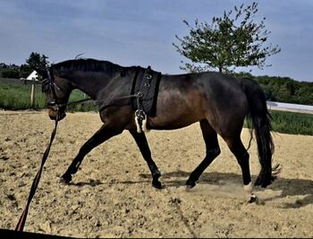 Freizeitpferd, Zuchtstute