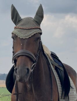 Freizeitpferd, Stute