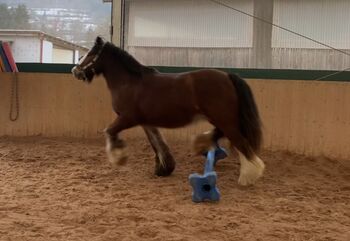Freizeitpferd, A. , Konie na sprzedaż, Collenberg