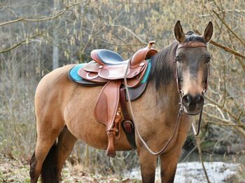 Freizeit Pferd Pony Wallach