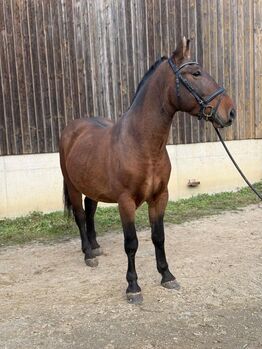 Freizeitpferd in Teddybär-Optik, K.B.Z. verkaufspferde , Konie na sprzedaż, Steiermark/Leibnitz 