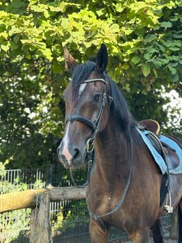 Freizeitpferd, Westfale, 13 Jahre, Barbara Demmel , Konie na sprzedaż, Hebertsfelden