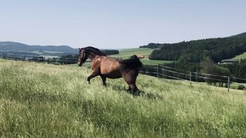 Herzenspferd sucht Bestplatz fürs Leben, Vanessa W, Konie na sprzedaż, Altenmarkt 