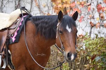 Pferd sucht liebevolle Reitbeteiligung, Eva Rieder, Horse Sharing
, München 