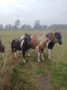 PFERDE Ponys, Jens Hacker , Konie na sprzedaż, Kummerow