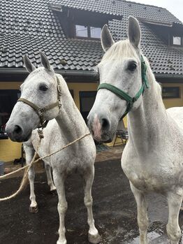Fahrpferde, Feil, Konie na sprzedaż, Warth