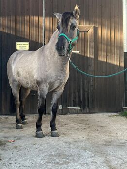 Konikstute, Freizeitpferd, Alina Lichtenberg , Horses For Sale, Sprockhövel