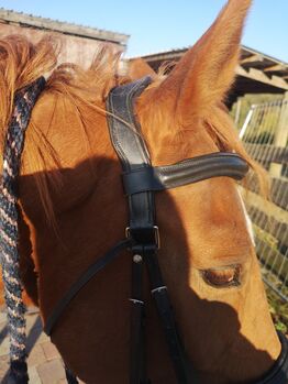 Kopfstück, Trense, Barefoot Physio Contour, Antje, Bridles & Headstalls, Felsberg