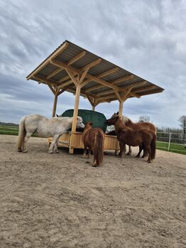 Heuraufe Holz Pferde Pony Paddock Heu Offenstall Heulage Koppel Weide, Timbermühle , Timbermühle , Siatki na siano i worki na siano, Sandesneben