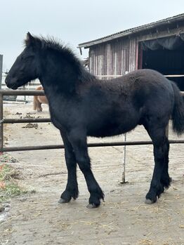 Kaltblutmix Hengst, Janina , Horses For Sale, Garrel