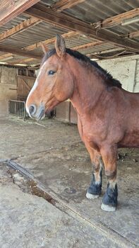 Kaltblutstute, Julia, Horses For Sale, Büttelborn worfelden