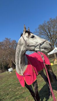 Leistungsstarker Distanz- und Rennaraber sucht neuen Partner