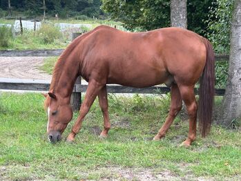 Kräftiger, rüstiger Quarter Horse Hengst, Kerstin Rehbehn (Pferdemarketing Ost), Pferd kaufen, Nienburg