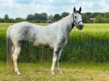 Verschmuste Paint-Mix Stute in Sonderfarbe, Sport- und Freizeitpferde Fuchs, Horses For Sale, Ellgau