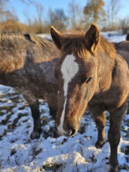 Kroatisches Kaltblut Fohlen, Jurica Sertic, Horses For Sale, Udbina