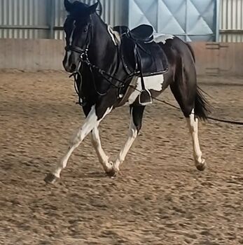 Reitpony Mix. Wallbach