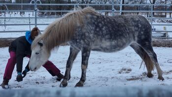 Pony, Stute, Ponymix