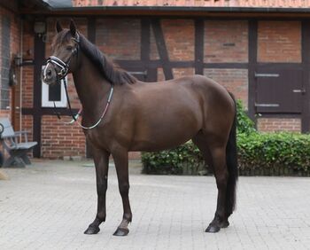 Turnierpony / Kinderpony  6 Jährige Ponystute  von Golden Grey