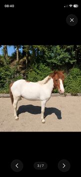 ponywalach, kerstin sumann, Konie na sprzedaż, Hinterwachsenberg