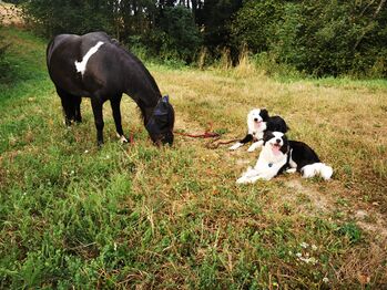 Ponywallach oder Stute