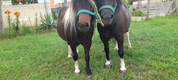 Shetlander ponys, Eric Hendrickx, Konie na sprzedaż, Eger