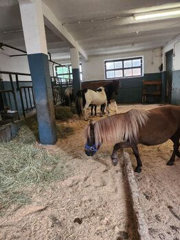 Shetlandponys zu verkaufen, Josef, Konie na sprzedaż, Aschau im Chiemgau