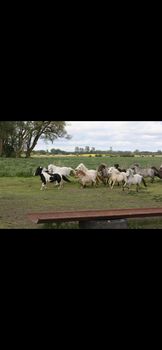 Partbred Shetlandponys suchen neues Zuhause, Imke Müller, Konie na sprzedaż, Wuster Nordseeküste