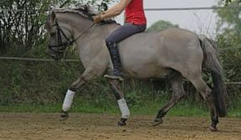 Kinderpony, Therapiepony, Schulpony