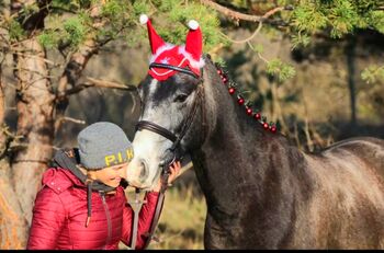 JADE SPRINGT PONY, Georgina, Konie na sprzedaż, Szentes