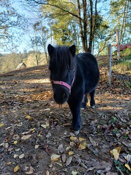 Pony Stute Shetty, Regina , Konie na sprzedaż, Kainach bei Voitsberg