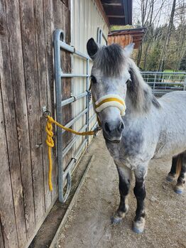 Welsh Mix Pony, Sarah, Konie na sprzedaż, Sandhäuslberg