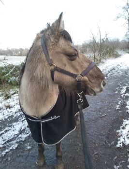 Pony abzugeben, Maren, Konie na sprzedaż, Kiel