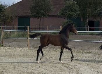 Reitpony Absetzer v. Top Boy of Love