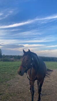 Freizeit Pony, Hannah , Konie na sprzedaż, Heiligenhaus 