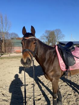 Sportpony zu verkaufen