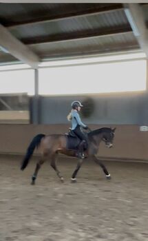 Sportpony zu verkaufen