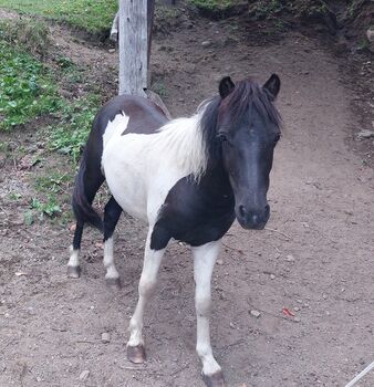 Shetlandpony, Heidemarie Ebner, Konie na sprzedaż, Scheifling