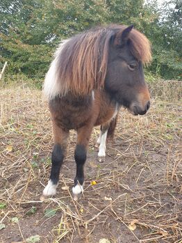 Shettlandpony